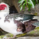 A real muscovy duck